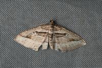 Costaconvexa polygrammata