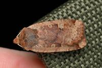 Conistra erythrocephala