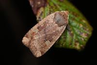 Conistra erythrocephala