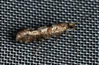 Digitivalva pulicariae