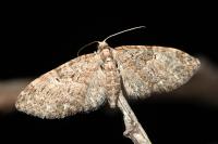 Eupithecia abbreviata