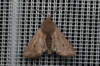 Orthosia cruda