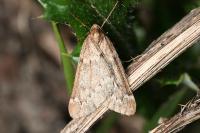 Alsophila aescularia