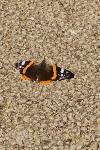 Vanessa atalanta