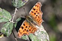 Polygonia c-album