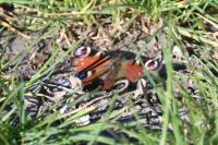 Aglais io