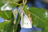 Pieris rapae