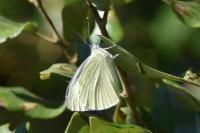 Pieris rapae