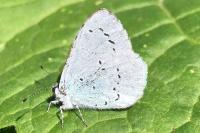 Celastrina argiolus