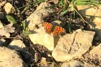 Polygonia c-album