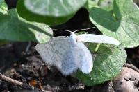 Asthena albulata