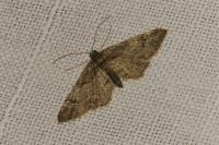 Gymnoscelis rufifasciata