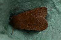 Orthosia cerasi