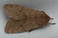 Orthosia cerasi