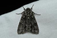 Acronicta rumicis