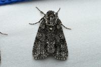 Acronicta rumicis