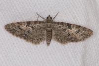 Eupithecia dodoneata
