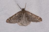 Alsophila aescularia