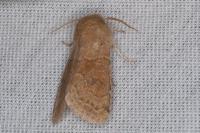 Orthosia miniosa