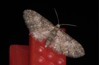 Eupithecia abbreviata