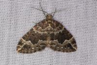 Lampropteryx suffumata