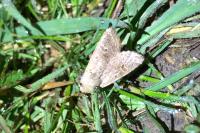 Orthosia cruda