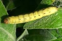 Noctua pronuba