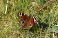Aglais io
