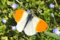 Anthocharis cardamines