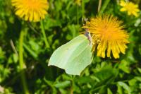Gonepteryx rhamni