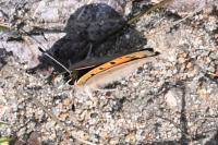 Lycaena phlaeas