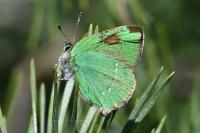 Callophrys rubi