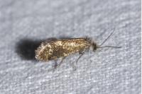Dyseriocrania subpurpurella