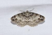Paradarisa consonaria