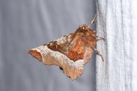 Selenia tetralunaria