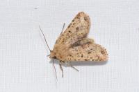 Conistra rubiginea