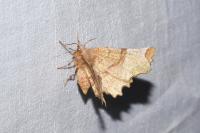 Selenia lunularia