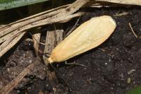 Wittia sororcula