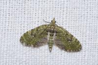 Chloroclystis v-ata