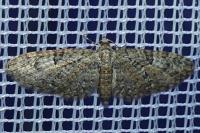 Eupithecia abbreviata