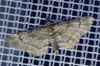 Gymnoscelis rufifasciata
