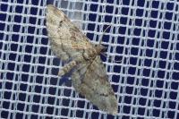 Gymnoscelis rufifasciata
