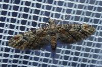 Gymnoscelis rufifasciata