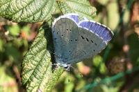 Celastrina argiolus