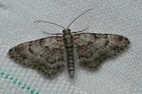 Gymnoscelis rufifasciata