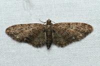 Eupithecia abbreviata