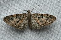 Eupithecia dodoneata