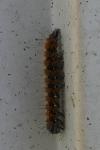 Euplagia quadripunctaria