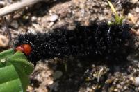 Melitaea cinxia