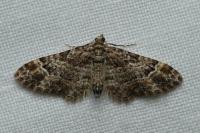 Gymnoscelis rufifasciata